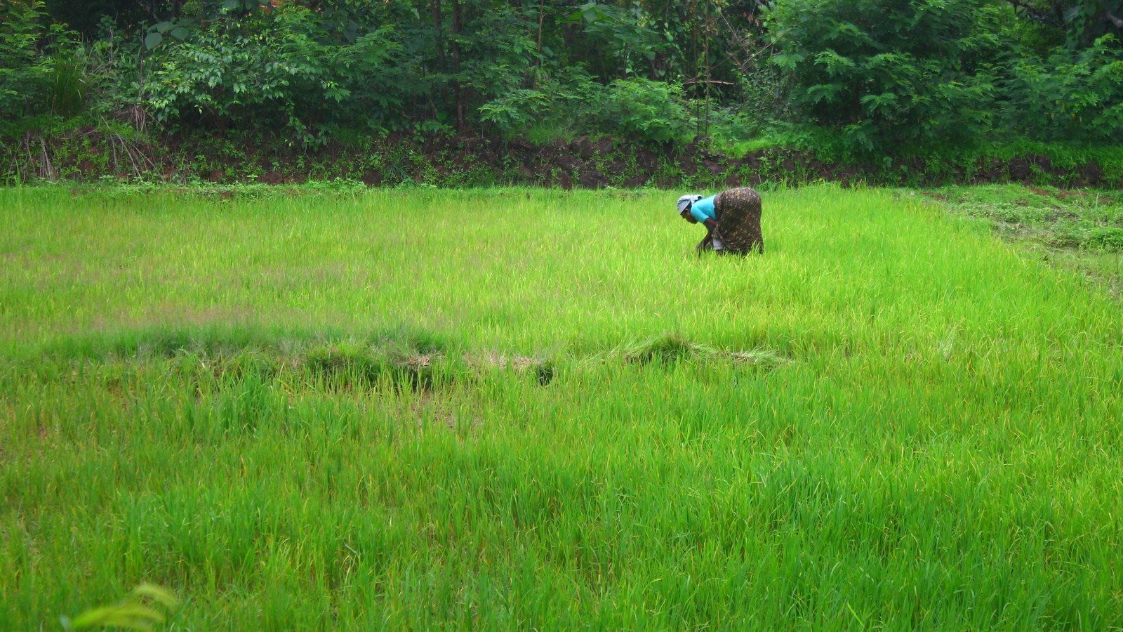 A farmer bent over working a green paddy field bordered by trees in Kasargod, Kerala, the kind of landholding farmer family PM Kisan Samman Nidhi is meant to support